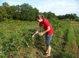 Cox Berry Farm & Nursery