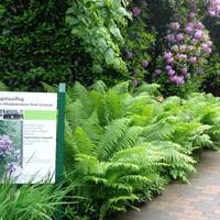 Rhododendronpark Bruns