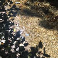 Brook Waimarama Sanctuary
