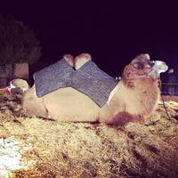 Live Nativity at the First Baptist Church of Santa Fe