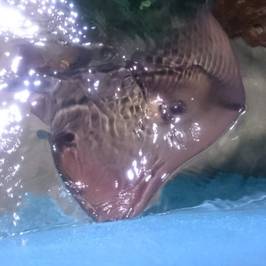 Aquarium Almunecar