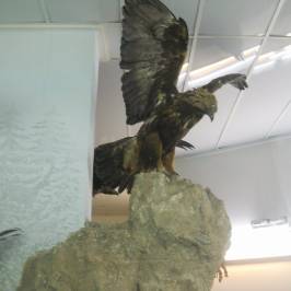 Historical - Folklore and Natural History Museum of Kozani