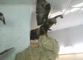 Historical - Folklore and Natural History Museum of Kozani