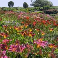 Amador Flower Farm