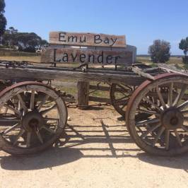 Emu Bay Lavender Farm