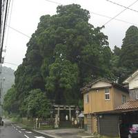 Great sugi of Kayano