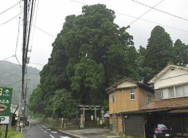 Great sugi of Kayano