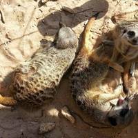 Meet The Meerkats - Zoo2U
