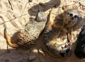 Meet The Meerkats - Zoo2U