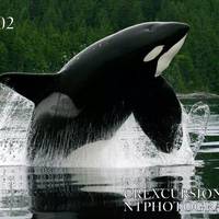 Campbell River Whale and Bear Excursions
