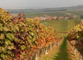 Weingut Metzler