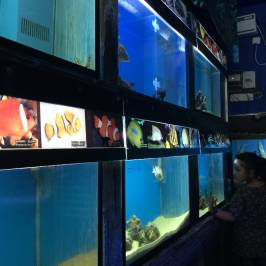 India Seashell Museum
