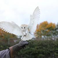 Hawkwise Falconry