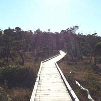 Kennedy River Bog Provincial Park