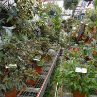 Conservatoire Du Begonia