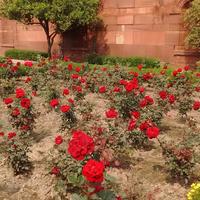 Mughal Garden