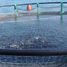 The Fonda Fish Farm