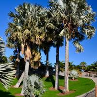 Palmetum Santa Cruz Jardín Botanico