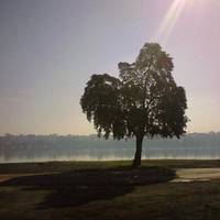 Callan Park