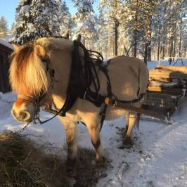 Trysil Hestesenter
