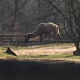 Saarbrucker Zoo