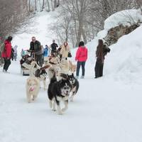 Run Arctic