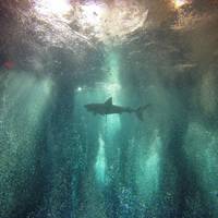 Dive4Life