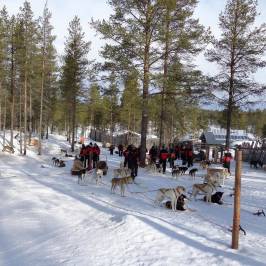 Alba Husky Day Tours