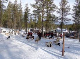 Alba Husky Day Tours