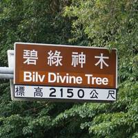 Bilyu Sacred Tree