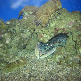 Acquario Mediterraneo dell'Argentario