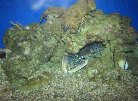 Acquario Mediterraneo dell'Argentario