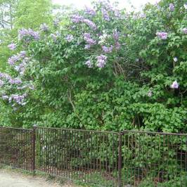 Parc Louise - Marie