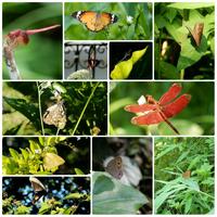 Fung Yuen Butterfly Reserve