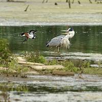 RSPB Sandwell Valley