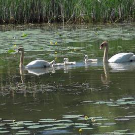 Frink Centre Conservation Area