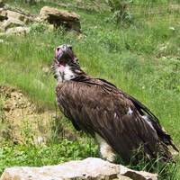 Wildpark Bad Mergentheim