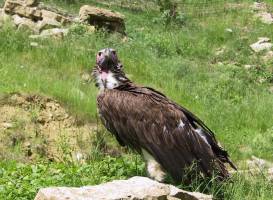 Wildpark Bad Mergentheim
