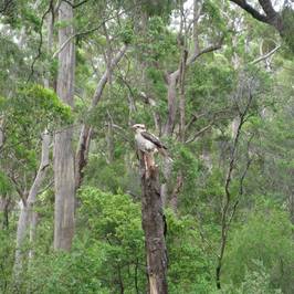 Beedelup National Park
