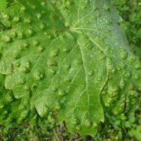 Orto Botanico Friulano