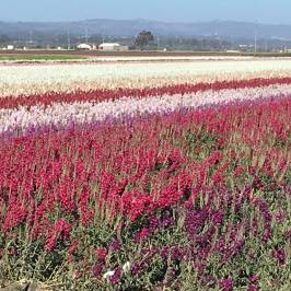 Lompoc Valley Historical Society