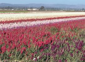 Lompoc Valley Historical Society