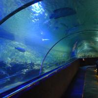 Vinpearl Aquarium - Times City