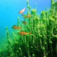 Scuba School