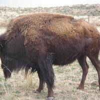 Sandsage Bison Range
