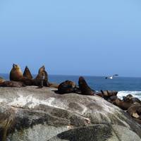 Seal Island