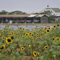 Sun & Green Farm