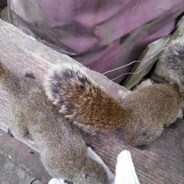 Mt. Kinkazan Squirrel Village