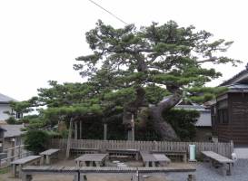 Shoryu no Matsu (Pine tree)
