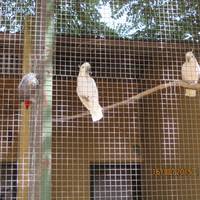 il parco degli uccelli